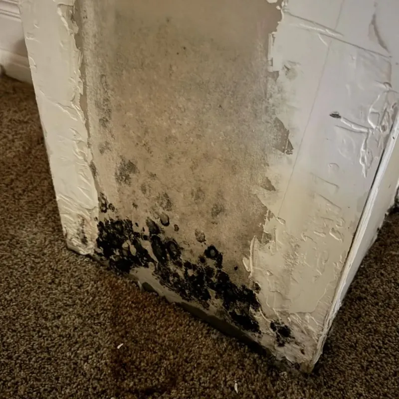 Professional Mold Removal in Selma, CA